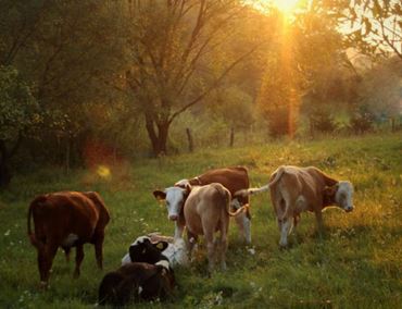 Push SUSTAINABLE GASTRONOMY_ A DAILY CHALLENGE FOR THE CHEESE INDUSTRY