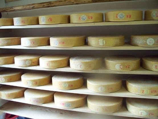 Berner Alpkäse and Hobelkäse from the Alps
