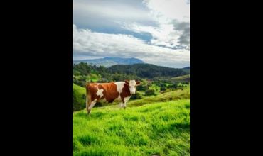 Vache brune et blanche debout dans un pré verdoyant, avec des collines et des montagnes à l’horizon sous un ciel partiellement nuageux.