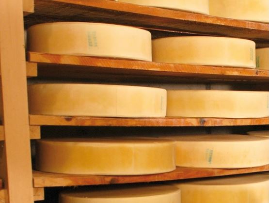 Pieces of Voralbergerer Alpkäse arranged on wooden shelves.
